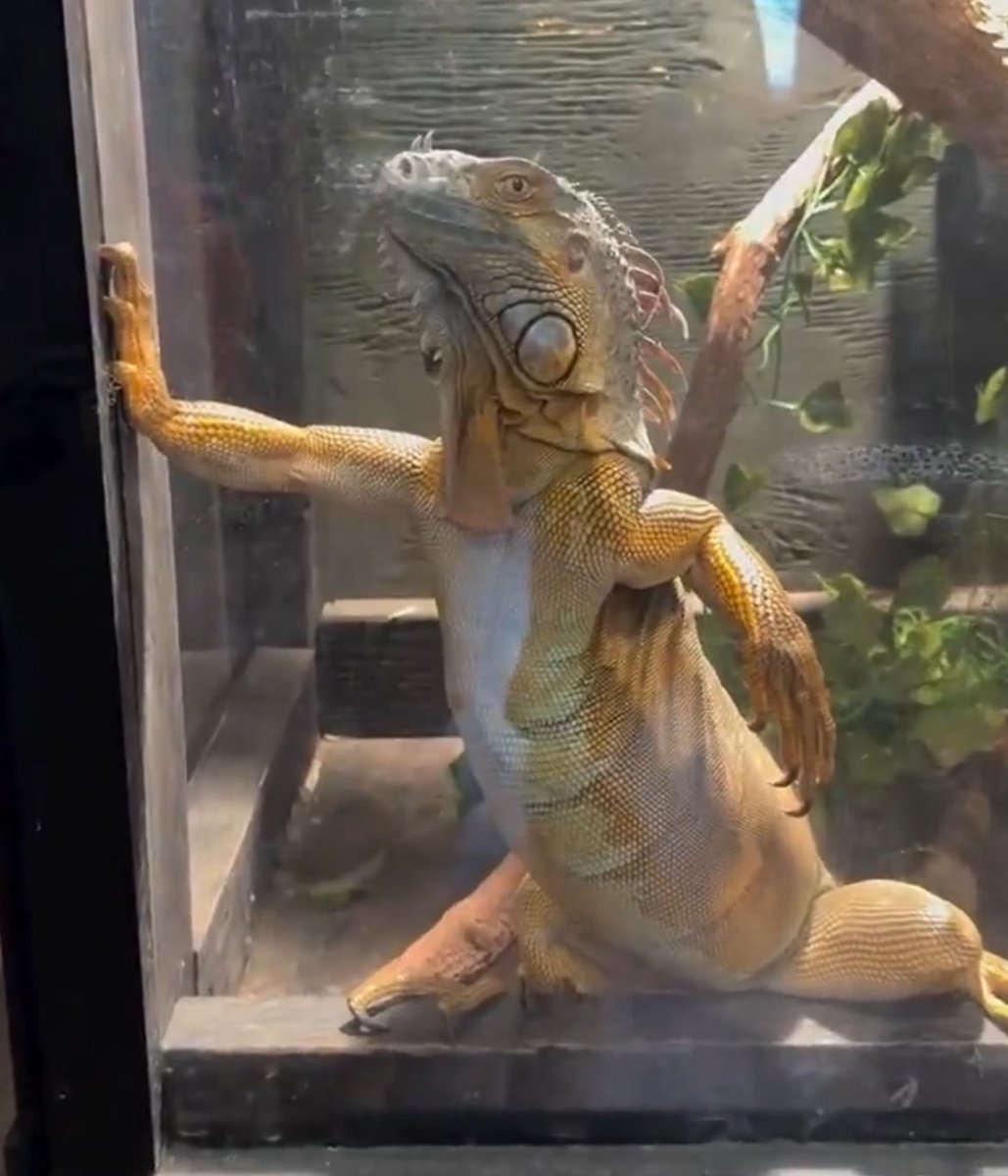 นู๋โซ tweet media