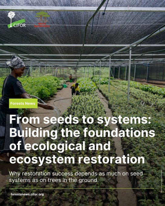 CIFOR_ICRAF's tweet image. Restoration starts with the seeds.

In Kenya and Rwanda, the Quality Tree Seed for Africa (QTS) project is strengthening seed systems &amp;amp; improving access to diverse, climate-appropriate planting material.

Read:🔗 bit.ly/4t0KbLo

#TreesPeoplePlanet