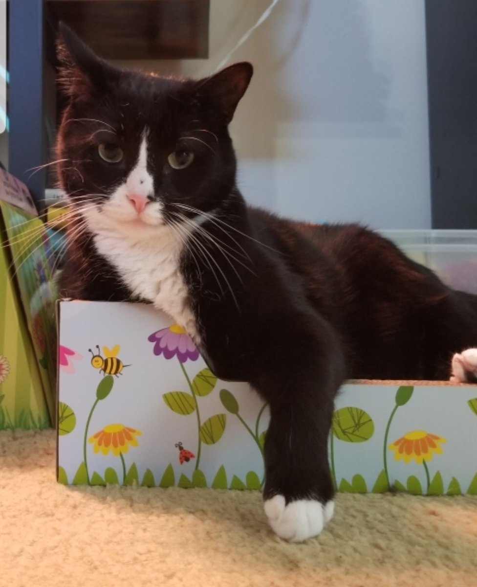 Shellie 🇺🇦Ⓥ🌊 tweet media