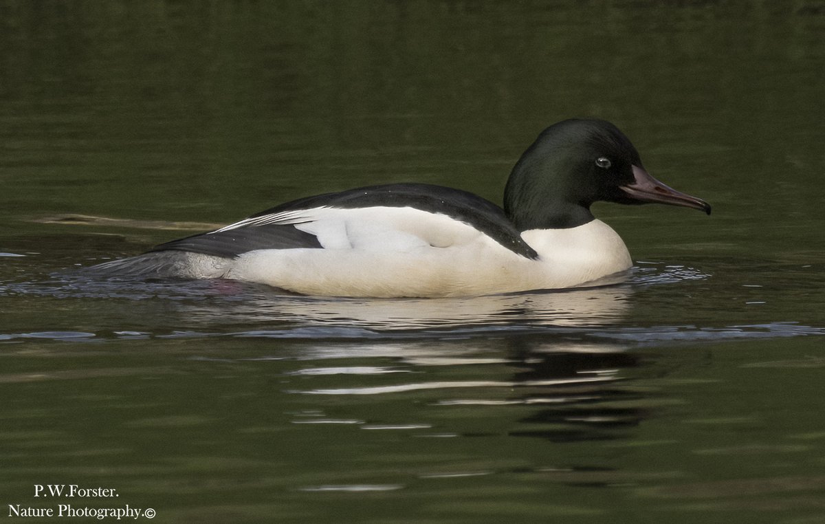 paul230156's tweet photo. Male Goosander from river tees recently
@teesbirds1
@clevelandbirds
@DurhamBirdClub
@YWT_North
@YorksWildlife
@NTBirdClub
@wildlifemag01
@YorkBirding
#Nikon
@birds
@BirdWatchingMag
@_BTO
@Natures_Voice
@RSPBSaltholme
#Goosander https://t.co/5EVNDF08p0