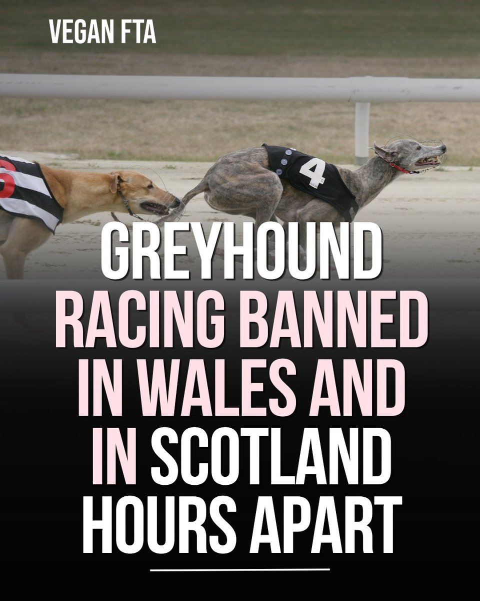 teamveganfta's tweet image. Members of the Senedd voted to end greyhound racing in Wales, and a day later, the Scottish Parliament passed a similar ban. 🚫

👉 Find out more: veganfta.com/articles/2026/…

#greyhounds #rescuednotretired #animalrights