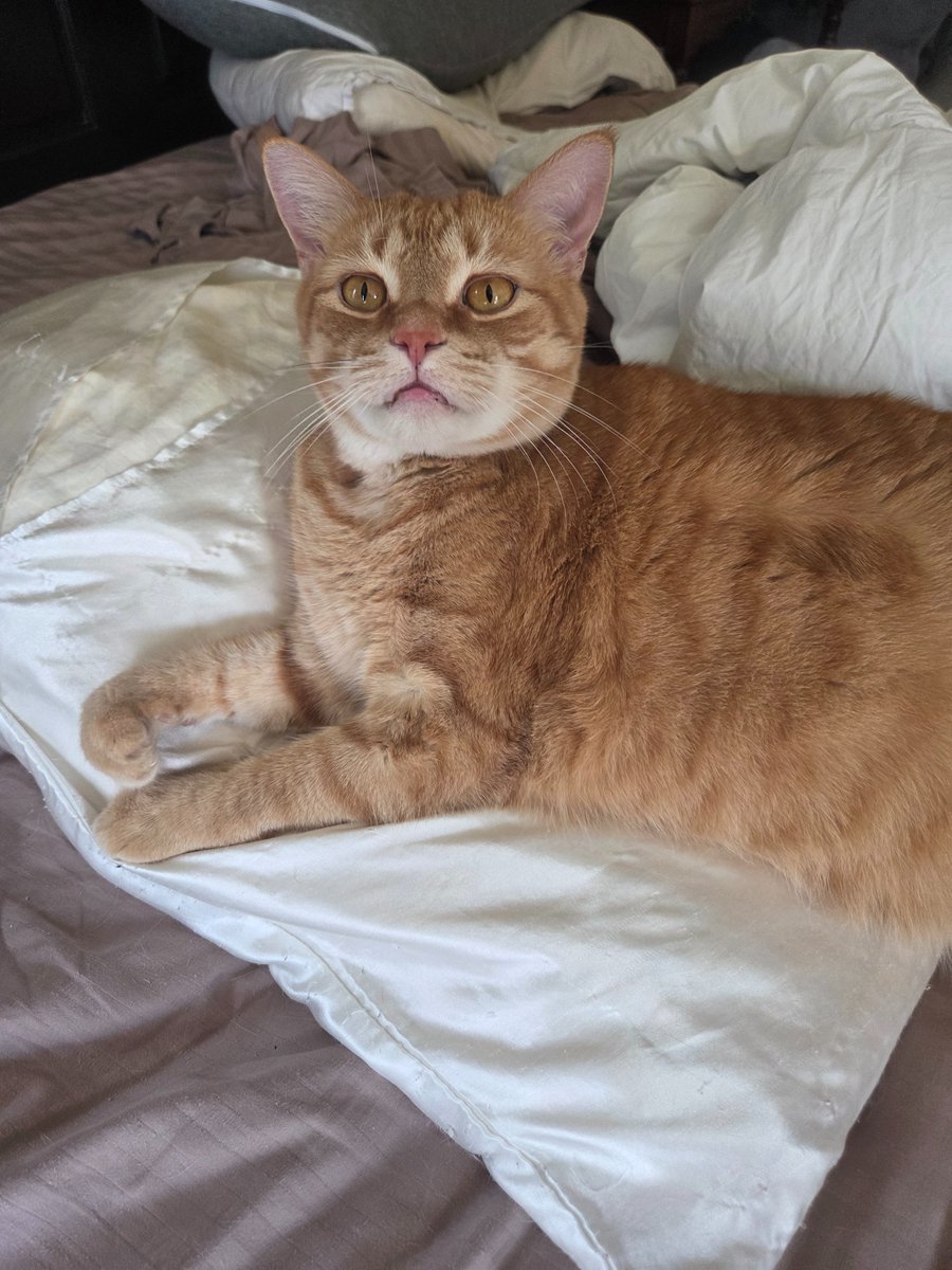 Random Person tweet media