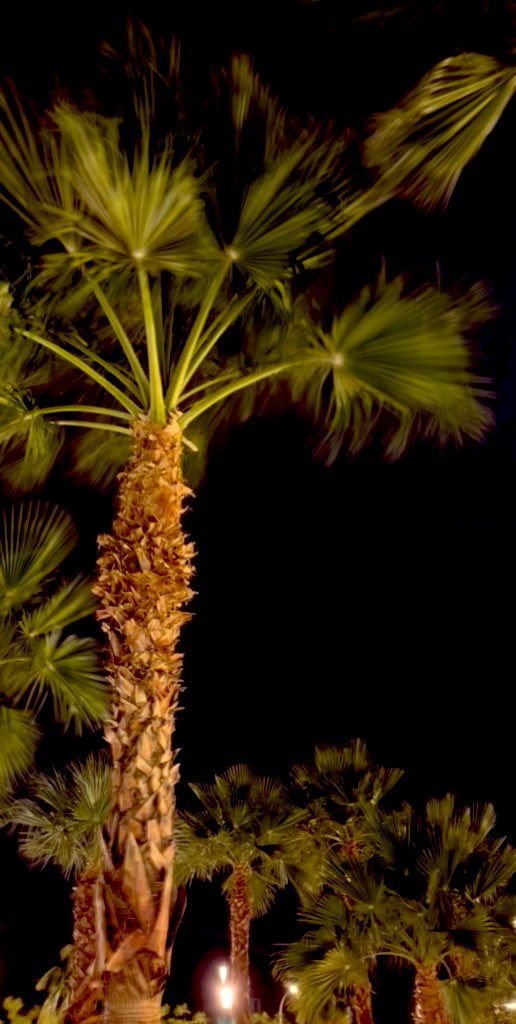 الـلّـولـو tweet media