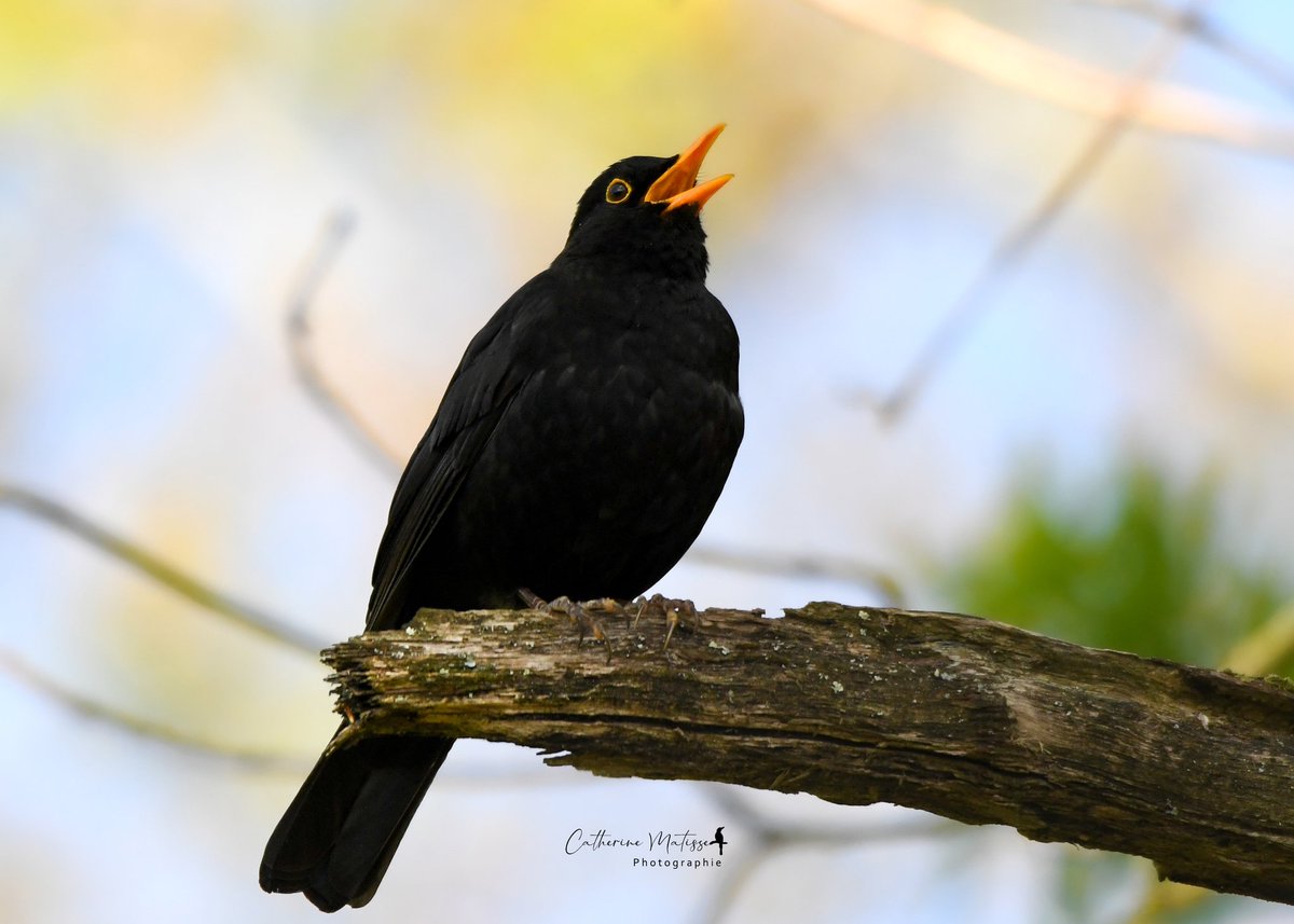 Cat 🧡 🐿 📸 tweet media