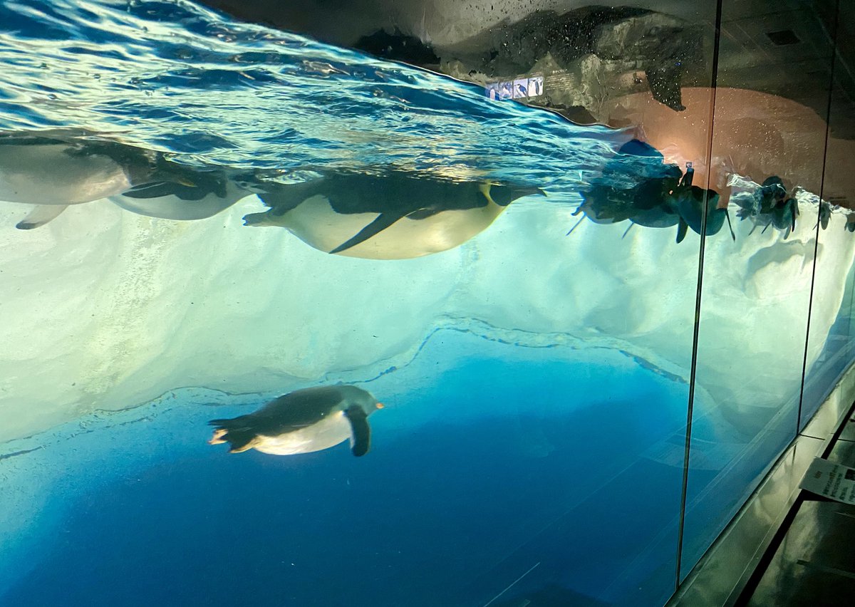 みの🐬 tweet media