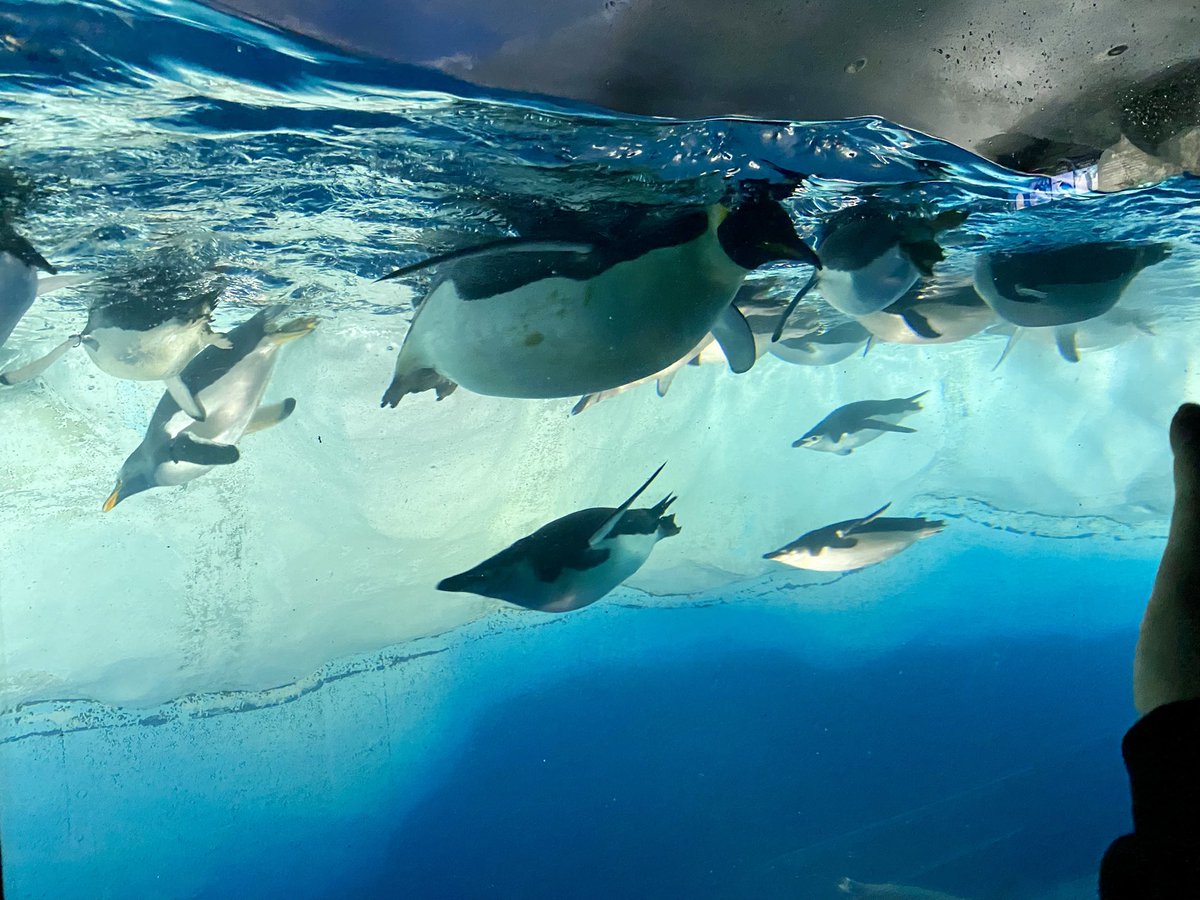 みの🐬 tweet media