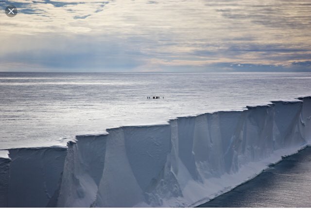 FlowerMantis tweet media