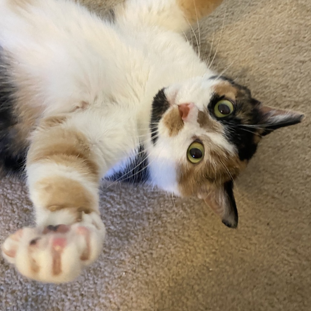 4Paws tweet media
