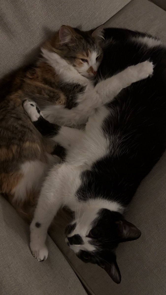 cedes ♡ tweet media