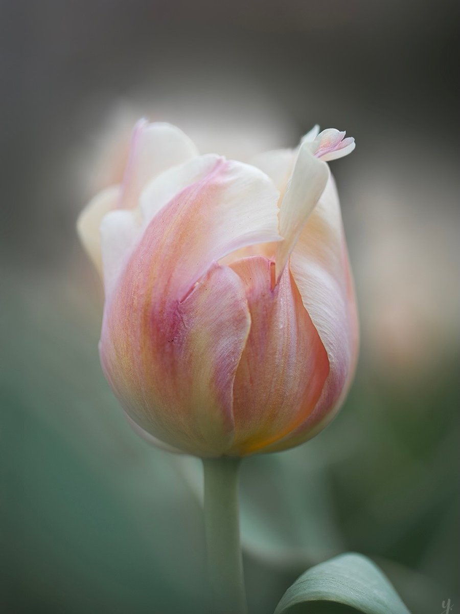 Monica AS tweet media