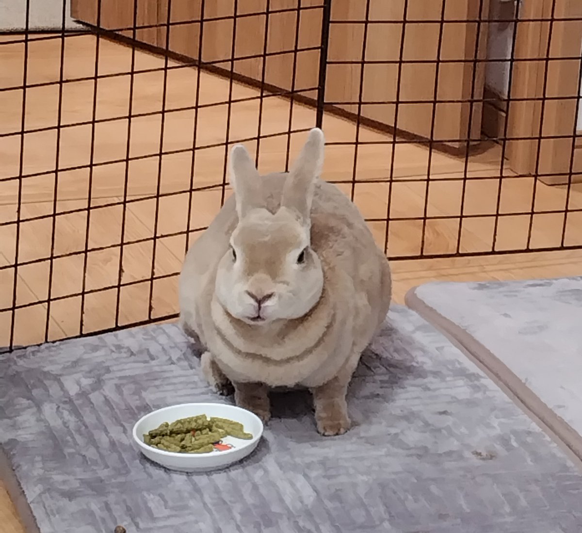 Monicamonioki's tweet photo. 半目で美味しそうに極みを貪り食うモニカたん🐇💕 https://t.co/REOx4pPBAg