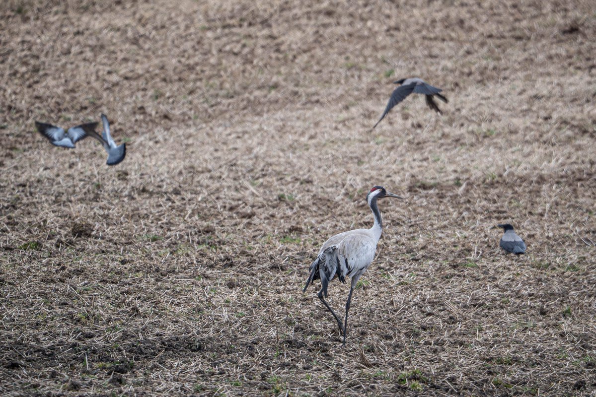 Martins Sitcs tweet media