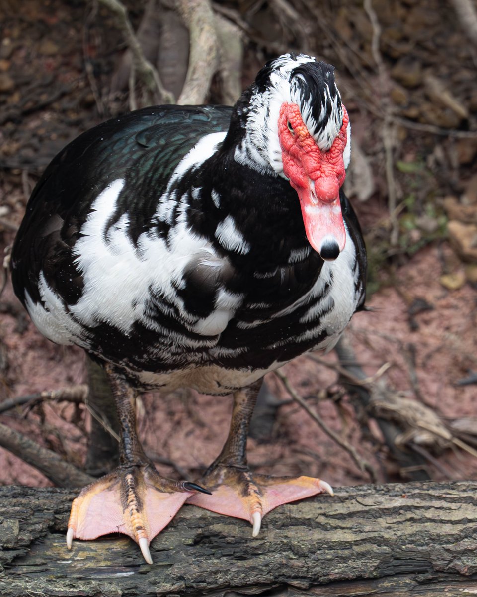 Martins Sitcs tweet media