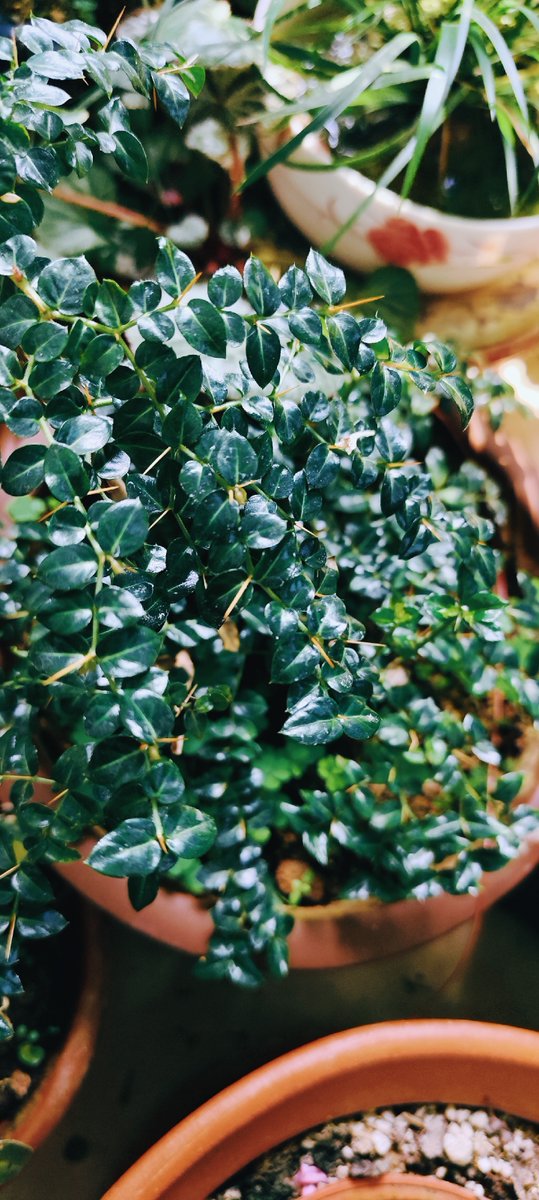 Baraiya Aashish tweet media