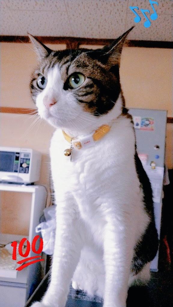 💫楪組🌿スパイク🐱木更津✡️🦒🐈💣📛🐶🌰🌟🧸🍓🐻🍯🐣 tweet media