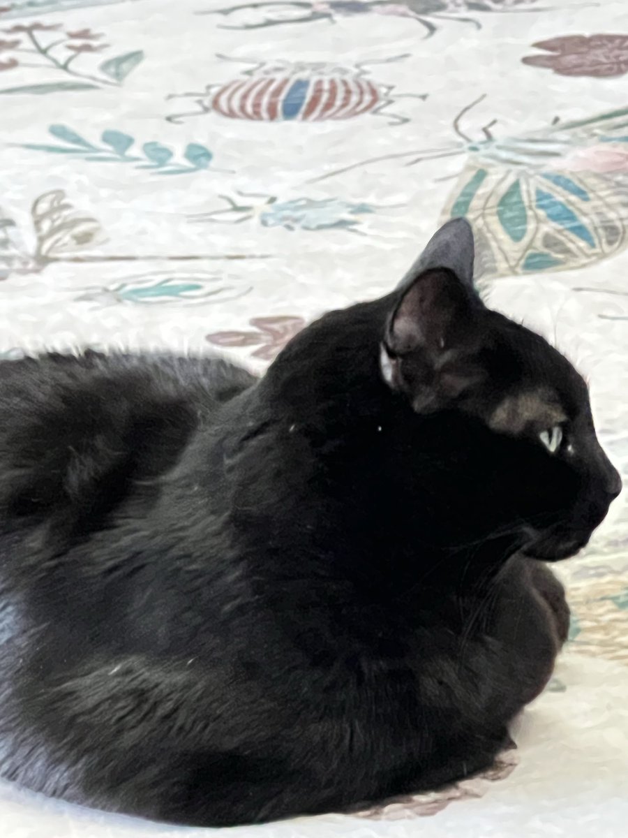 NFTparent 🦍🍌 tweet media