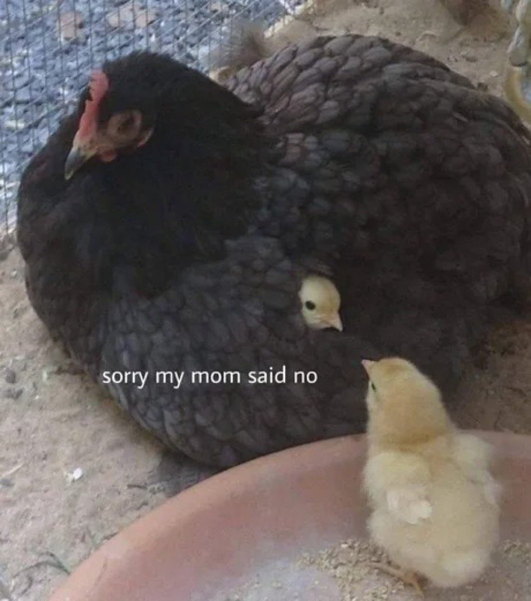 Out of Context Birds tweet media