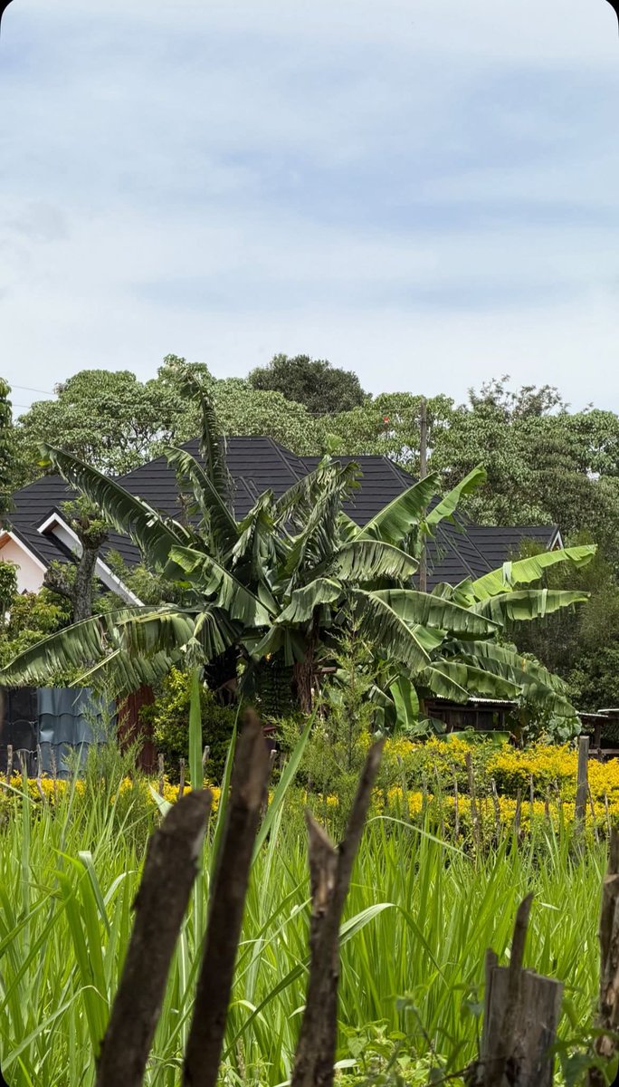 Cpt. Kibet tweet media