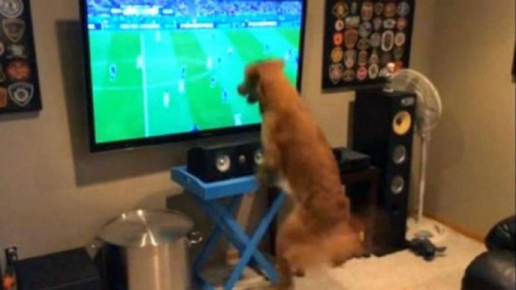 Shahad . tweet media