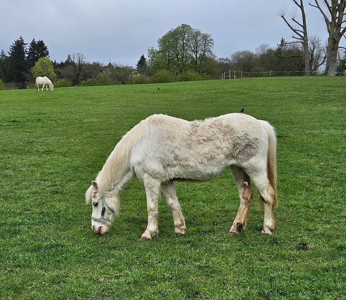 Kmbrow's tweet photo. Many thanks to all the staff, volunteers and @springmeister @manechance for the lovely Easter Trail with @clareb19 https://t.co/ofExPuzXjD