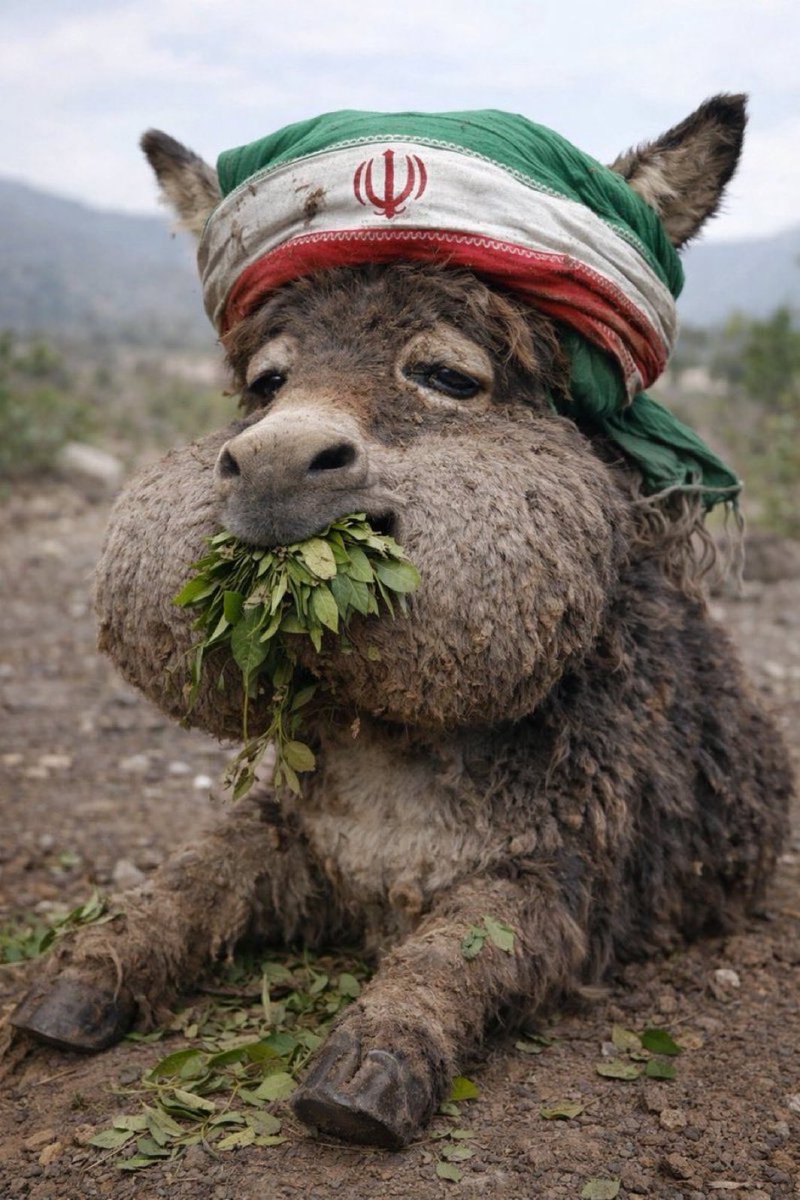 كـــوب شـــاهـــي❤️ tweet media