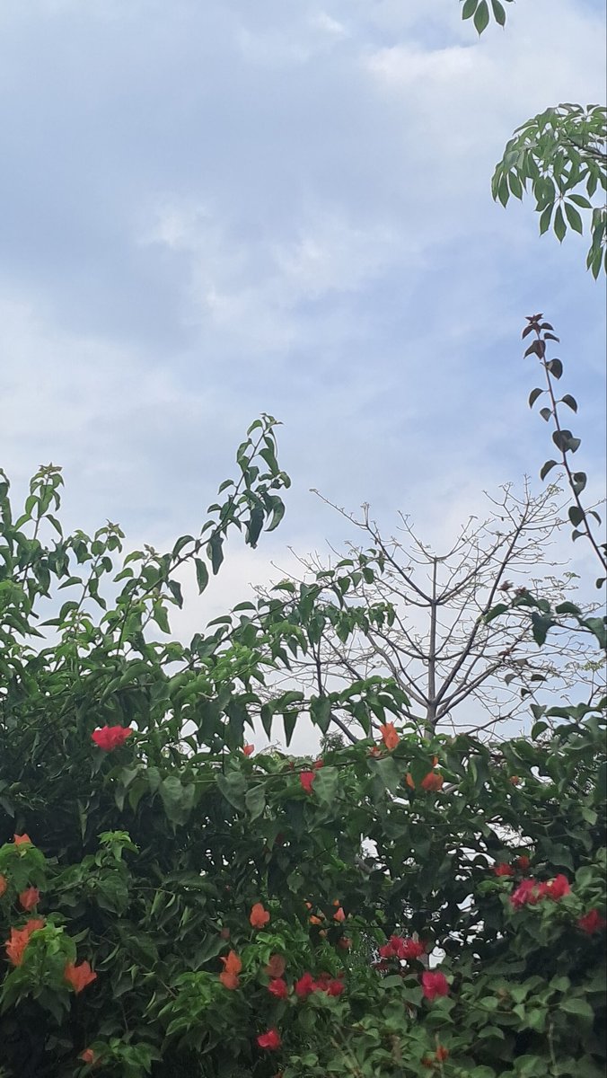 Usha Wildflower 🌱📚 🍀 tweet media