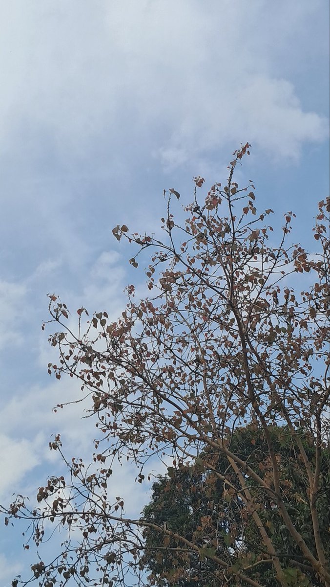 Usha Wildflower 🌱📚 🍀 tweet media