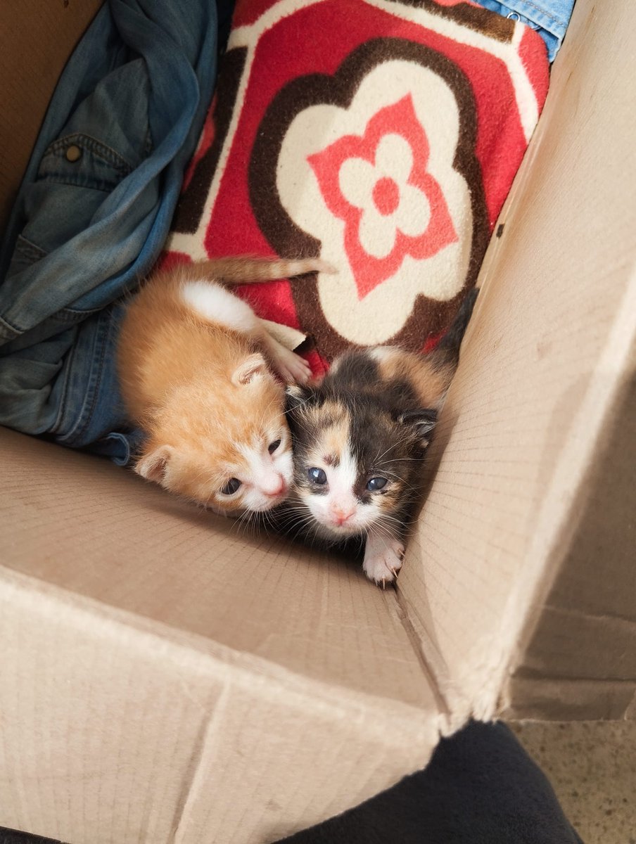 Hatay Antakya Patileri 🐾 tweet media