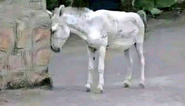 Mishi Ch tweet media