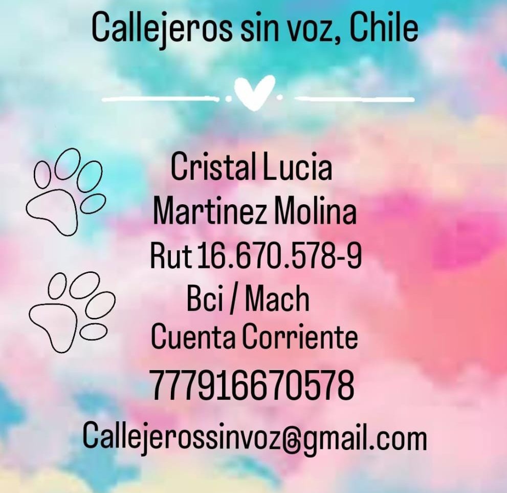 Polet ♥️🇨🇱♀️🐶🐈🐾 tweet media