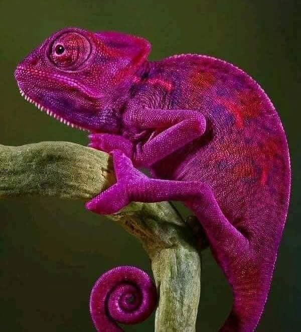 damlasukaya06's tweet image. #Tefekkür ;

#Allah'ın sanatı ve yarattıkları hakkında düşünmek,

 mucizelerini ve sınırsız #kusursuz yaratmasını düşünmek 

anlamak ve #hayret etmektir....

Zekayı açar...

İmam Şafi /rh.a./

#HayırlıAkşamlar 
#SubhânAllah 
#GazzeyiUnutma 
#Allahınsanatı