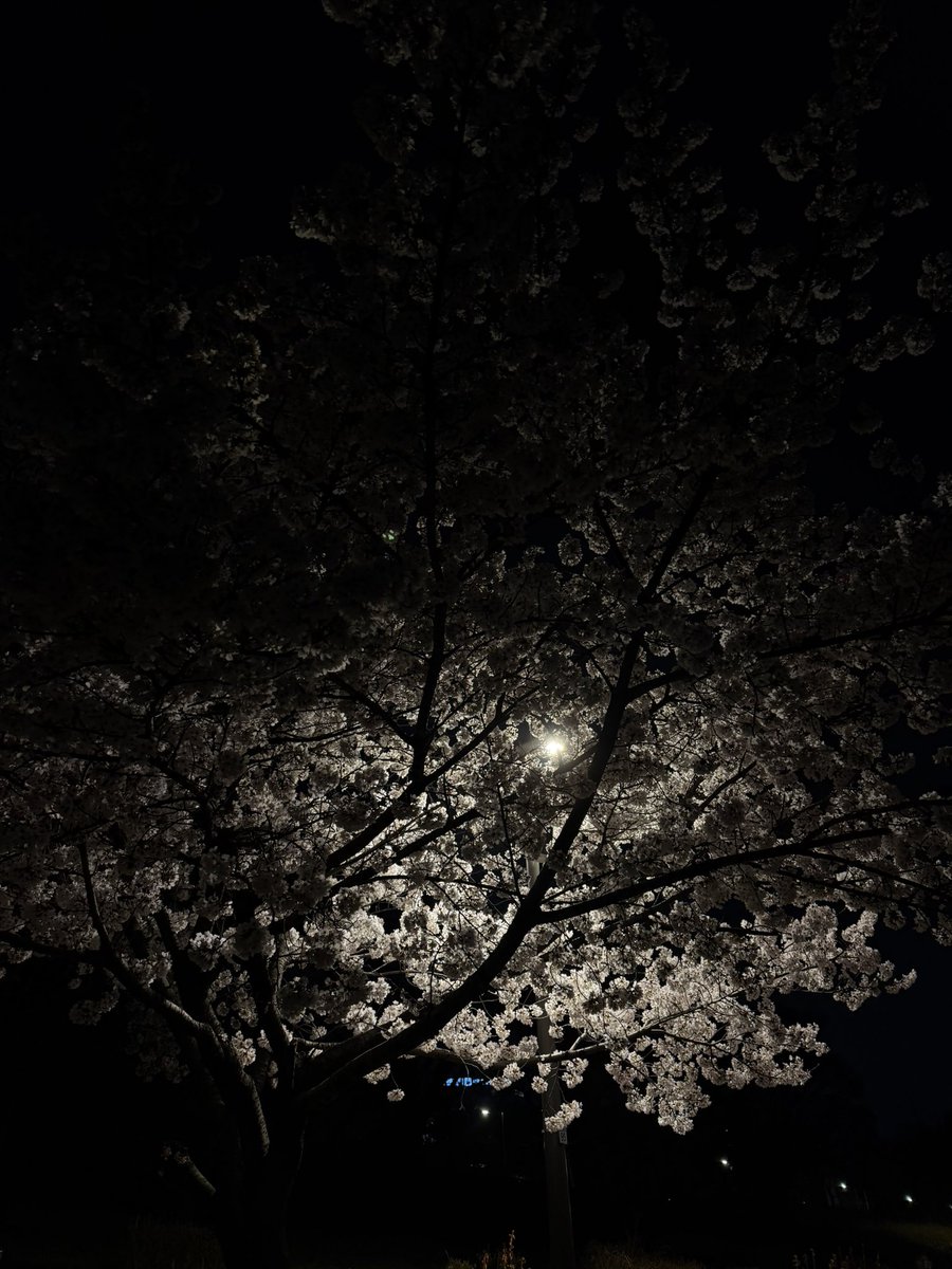 씨몽키 tweet media