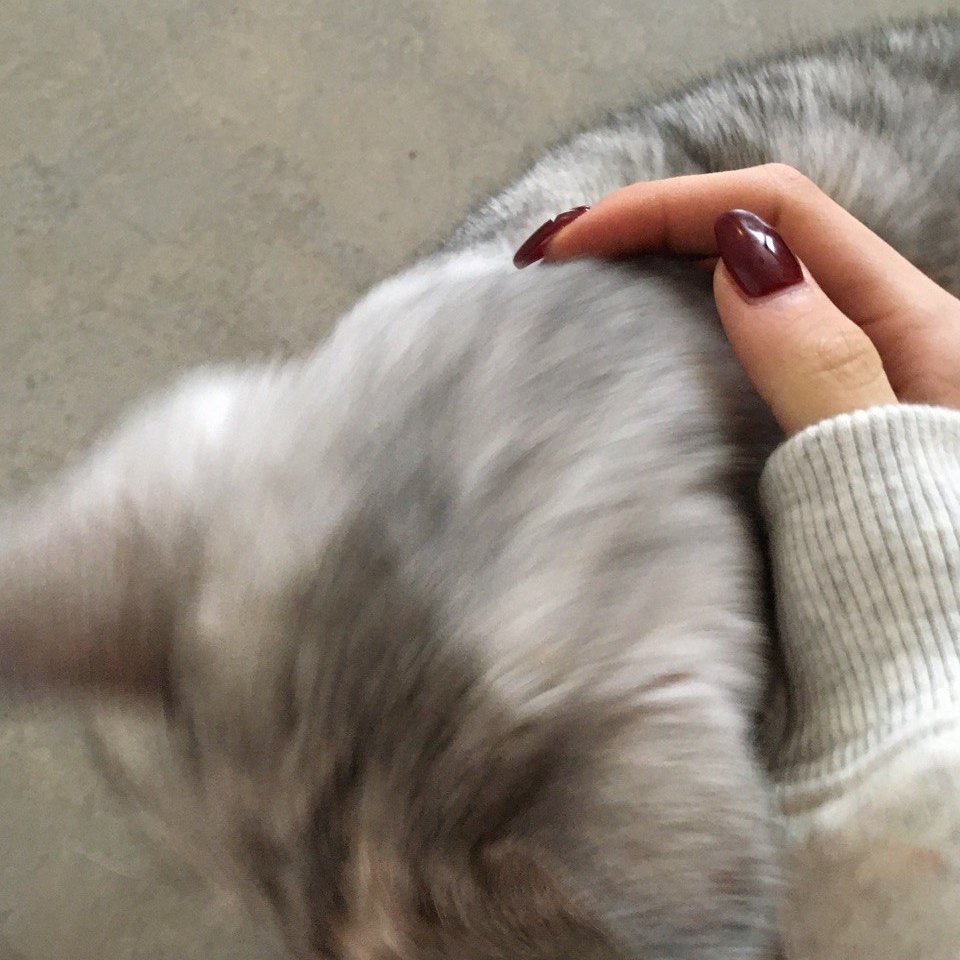 ping 🫛 tweet media