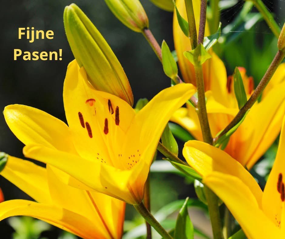 lelietweets tweet media