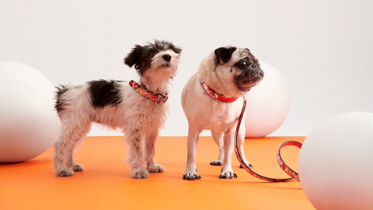 Luxury isn’t just for you.

Discover the world of designer pet accessories—from leather collars and couture harnesses to statement carriers and elevated essentials.

Because style belongs to every member of the family. bit.ly/4cafmw4

#PetStyle #LuxuryPets #LXURI #gucci