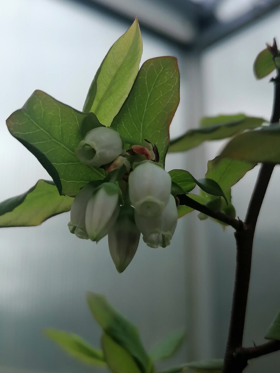 RMR Savage 🇵🇱🌱 Ⓥ tweet media