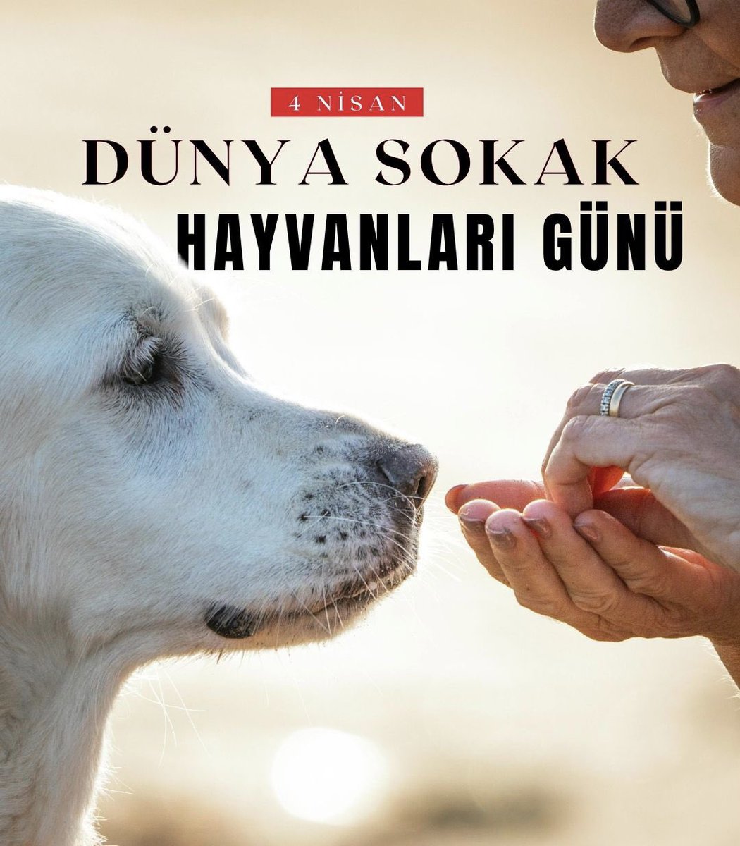 Onur Özdemir tweet media