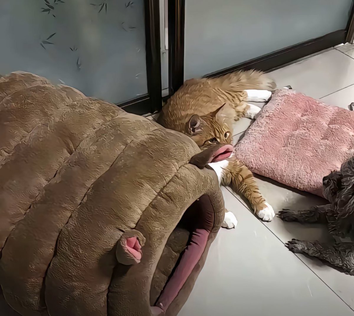 Molly爱摄影（100%互 tweet media