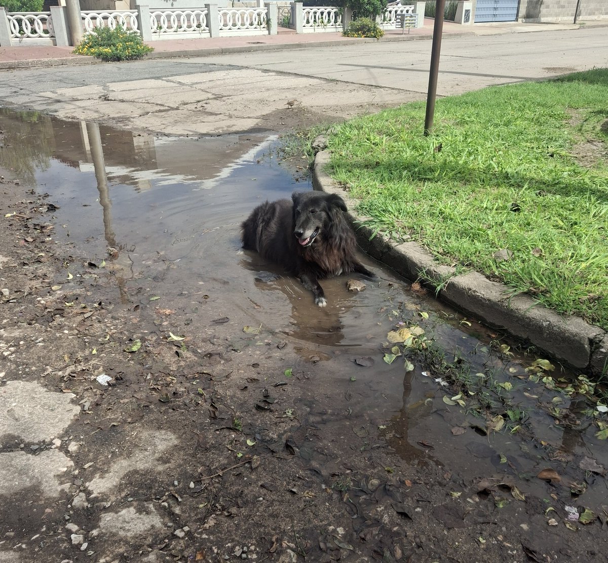 Soledad Tarquini tweet media