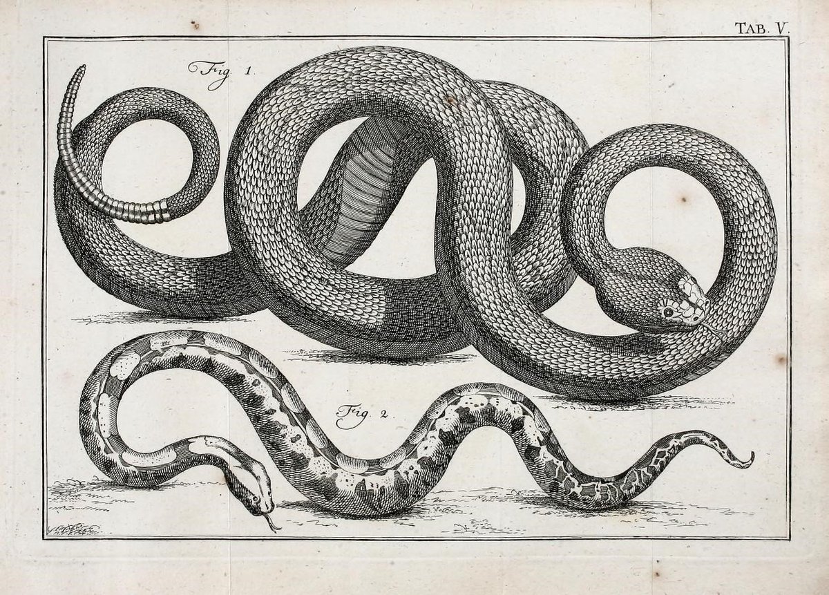 CRCiencia's tweet image. ILUSTRACIENCIA
Serpientes
📚 Des Ritters Carl von Linné, Vollständiges Natursystem, Nürnberg, Gabriel Nicolaus Raspe, 1773-1775
#Reptiles #IlustraCiencia