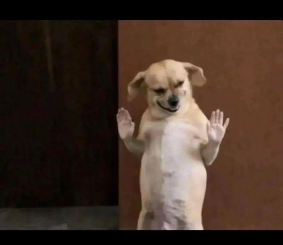 🦍 _The_Don_🦍 tweet media