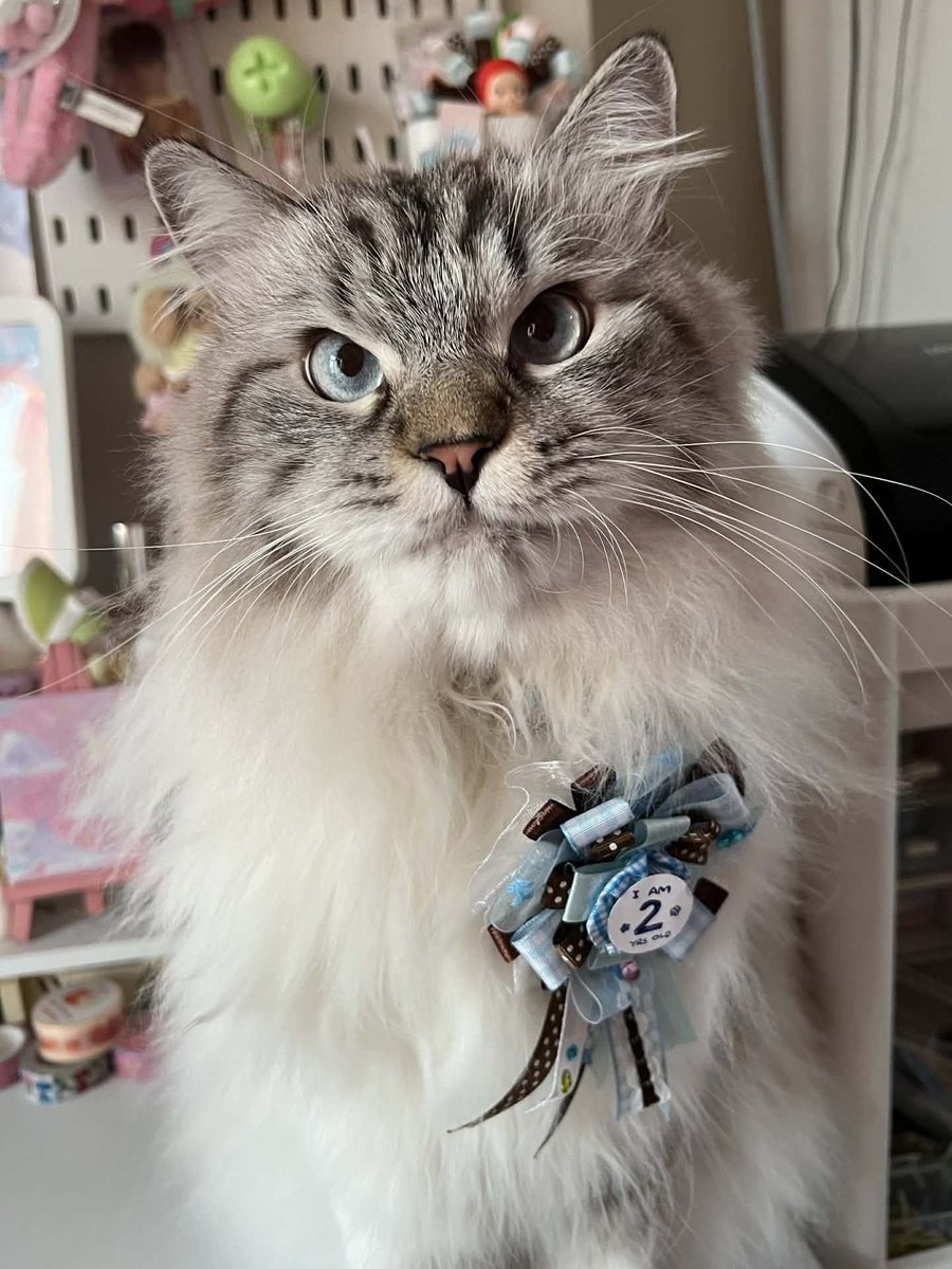 franchii tweet media