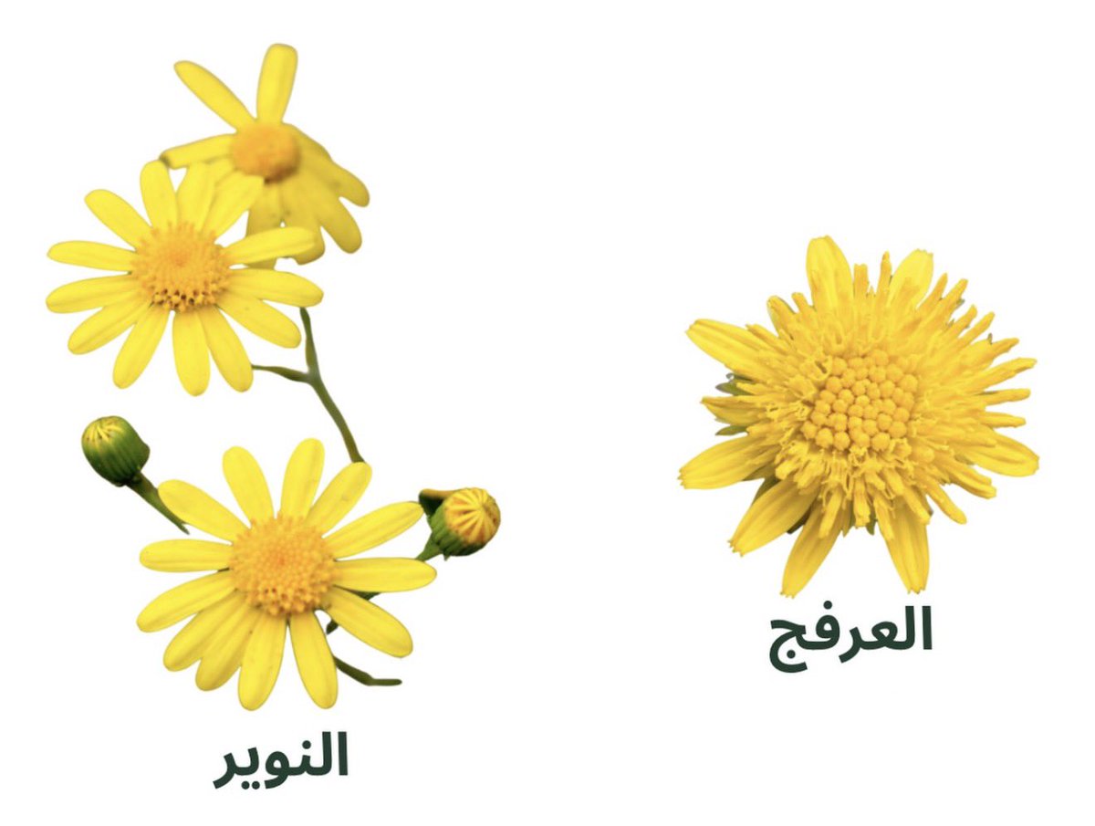 مشاري البلوشي | 🇰🇼 tweet media