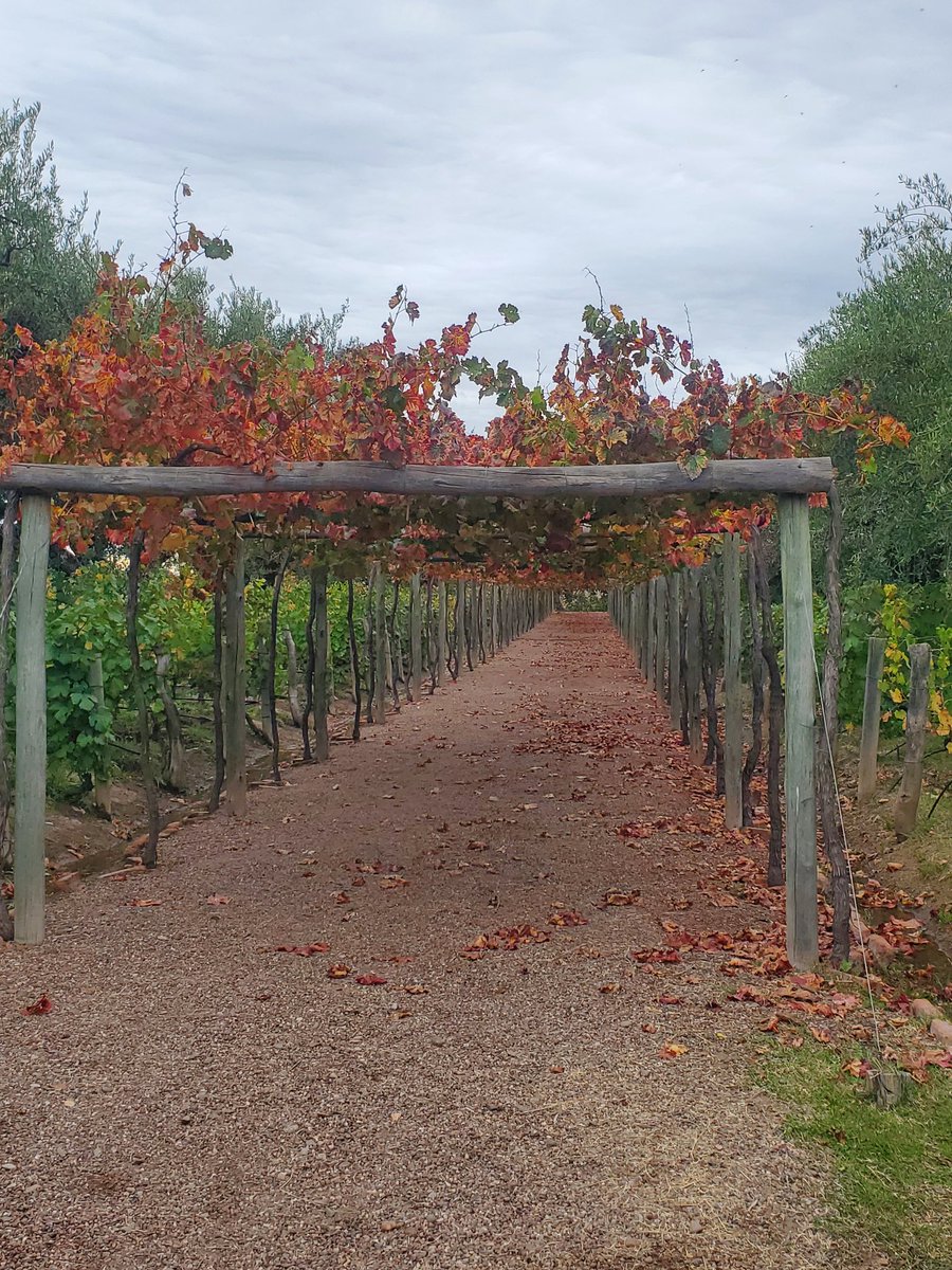 tierradelvino's tweet image. Que lugar precioso #DomaineStDiego  #Lunlunta