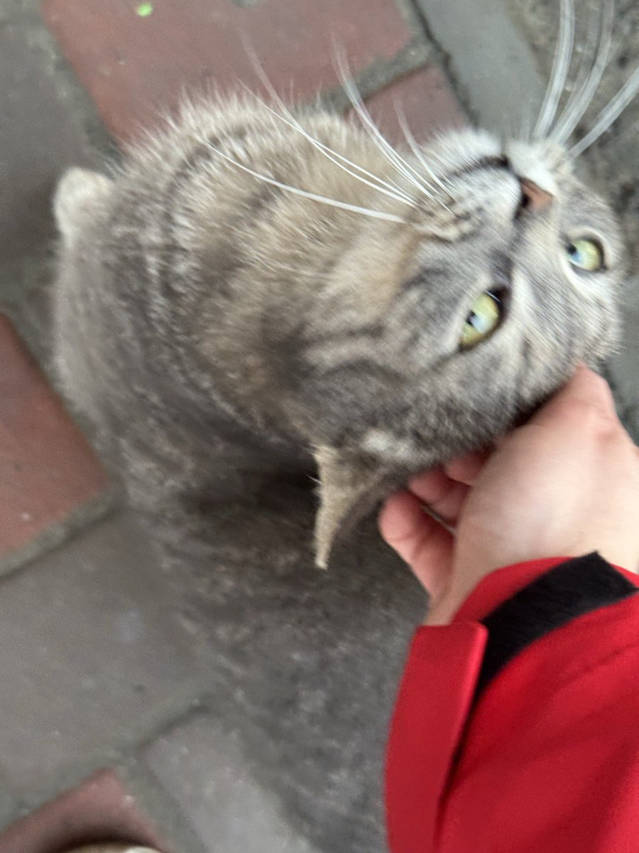 Слобожанщина tweet media