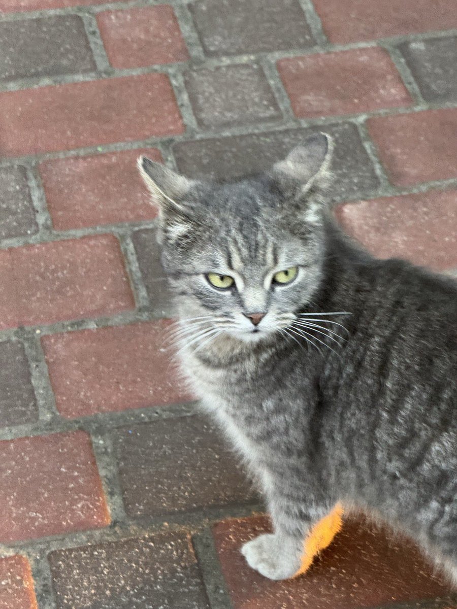 Слобожанщина tweet media