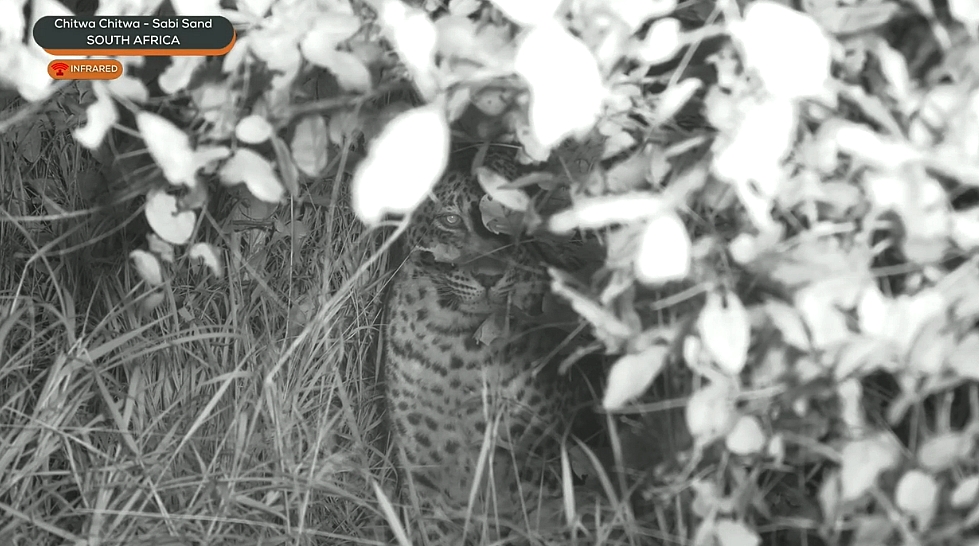 Felipe Bravo tweet media