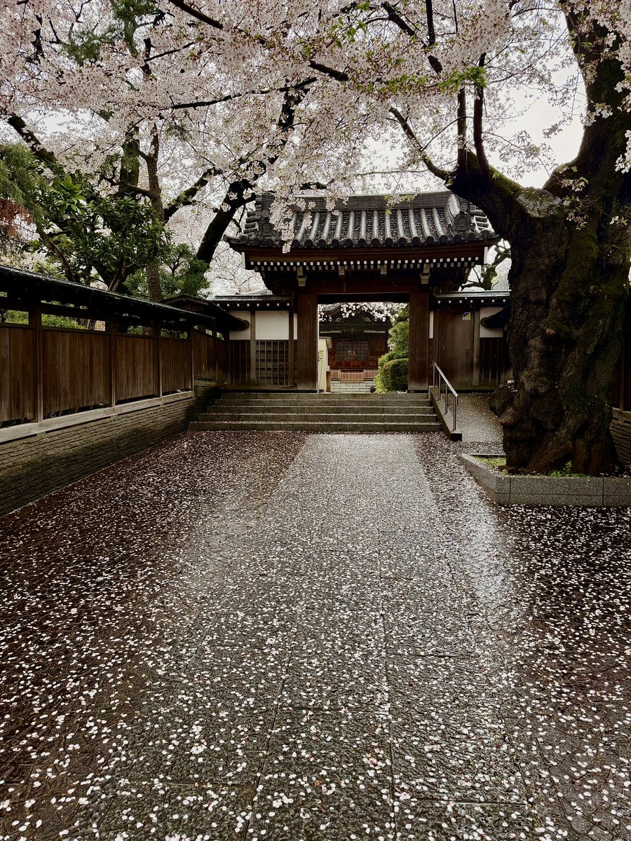 aosiskamada's tweet image. 雨の土曜日
桜🌸を見に
雨の日はみんないない
私は雨の日が☔好き

北海道のTV番組のテーマ曲
五十嵐くんと
まとめて明日のユカイさんの
Recording打ち合わせして
The SiStarsの次の仕掛け
打ち合わせしてます

 #toshiyakamada
 #forthwaverecordfactory
 #musicproducer
 #thesistars
