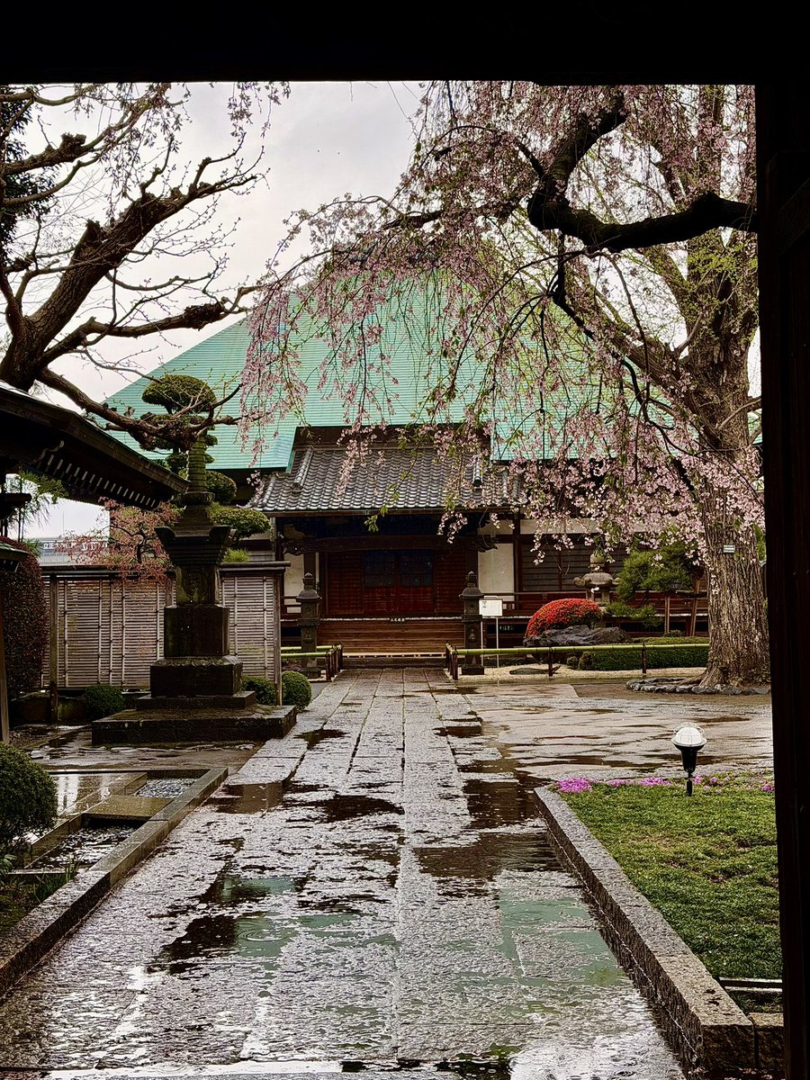 aosiskamada's tweet image. 雨の土曜日
桜🌸を見に
雨の日はみんないない
私は雨の日が☔好き

北海道のTV番組のテーマ曲
五十嵐くんと
まとめて明日のユカイさんの
Recording打ち合わせして
The SiStarsの次の仕掛け
打ち合わせしてます

 #toshiyakamada
 #forthwaverecordfactory
 #musicproducer
 #thesistars