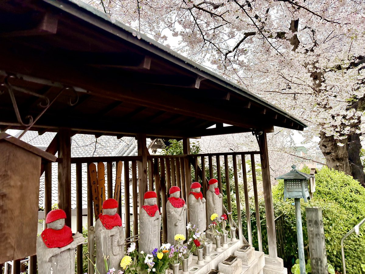 aosiskamada's tweet image. 雨の土曜日
桜🌸を見に
雨の日はみんないない
私は雨の日が☔好き

北海道のTV番組のテーマ曲
五十嵐くんと
まとめて明日のユカイさんの
Recording打ち合わせして
The SiStarsの次の仕掛け
打ち合わせしてます

 #toshiyakamada
 #forthwaverecordfactory
 #musicproducer
 #thesistars